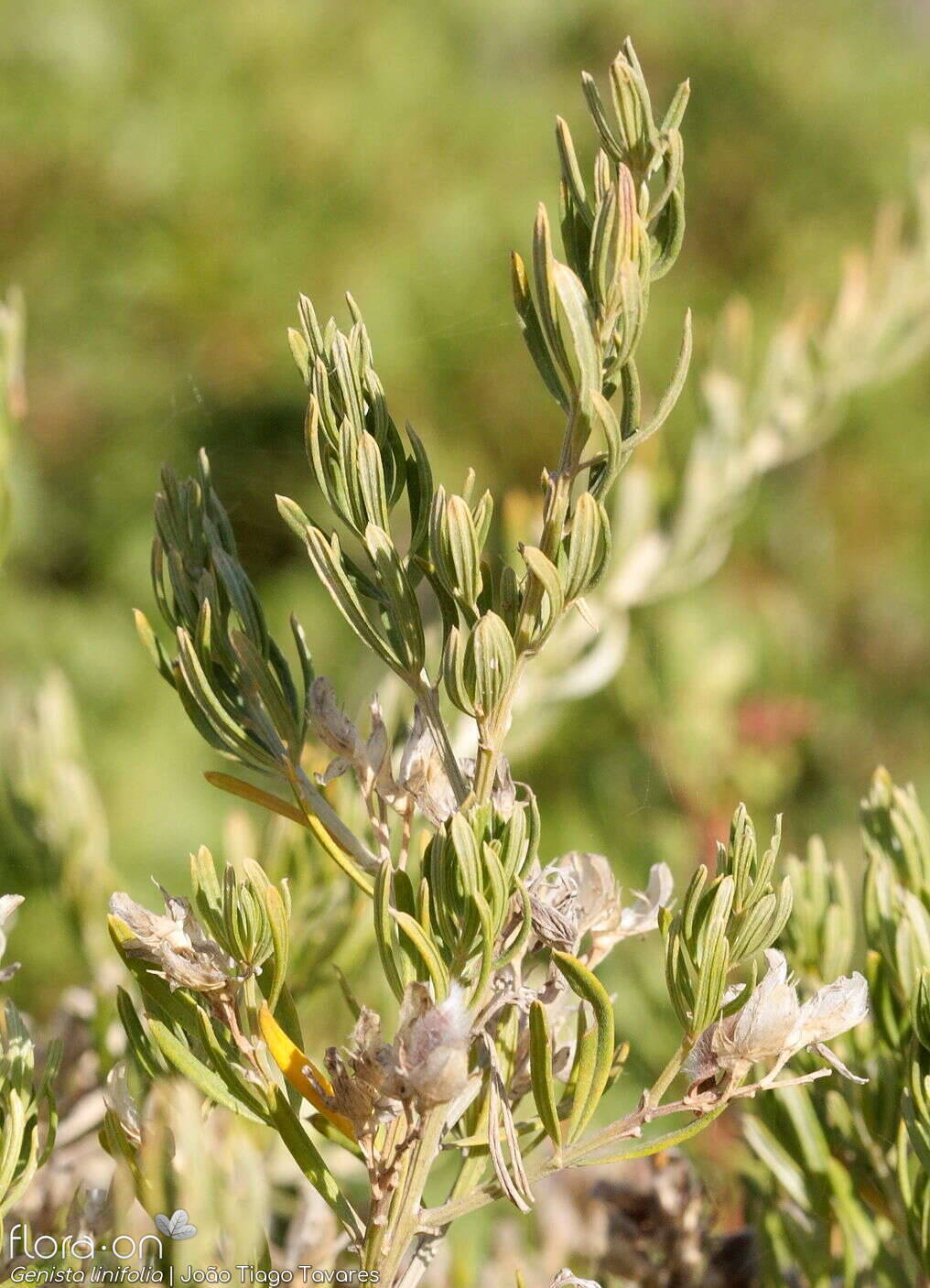 Genista linifolia - Folha (geral) | João Tiago Tavares; CC BY-NC 4.0