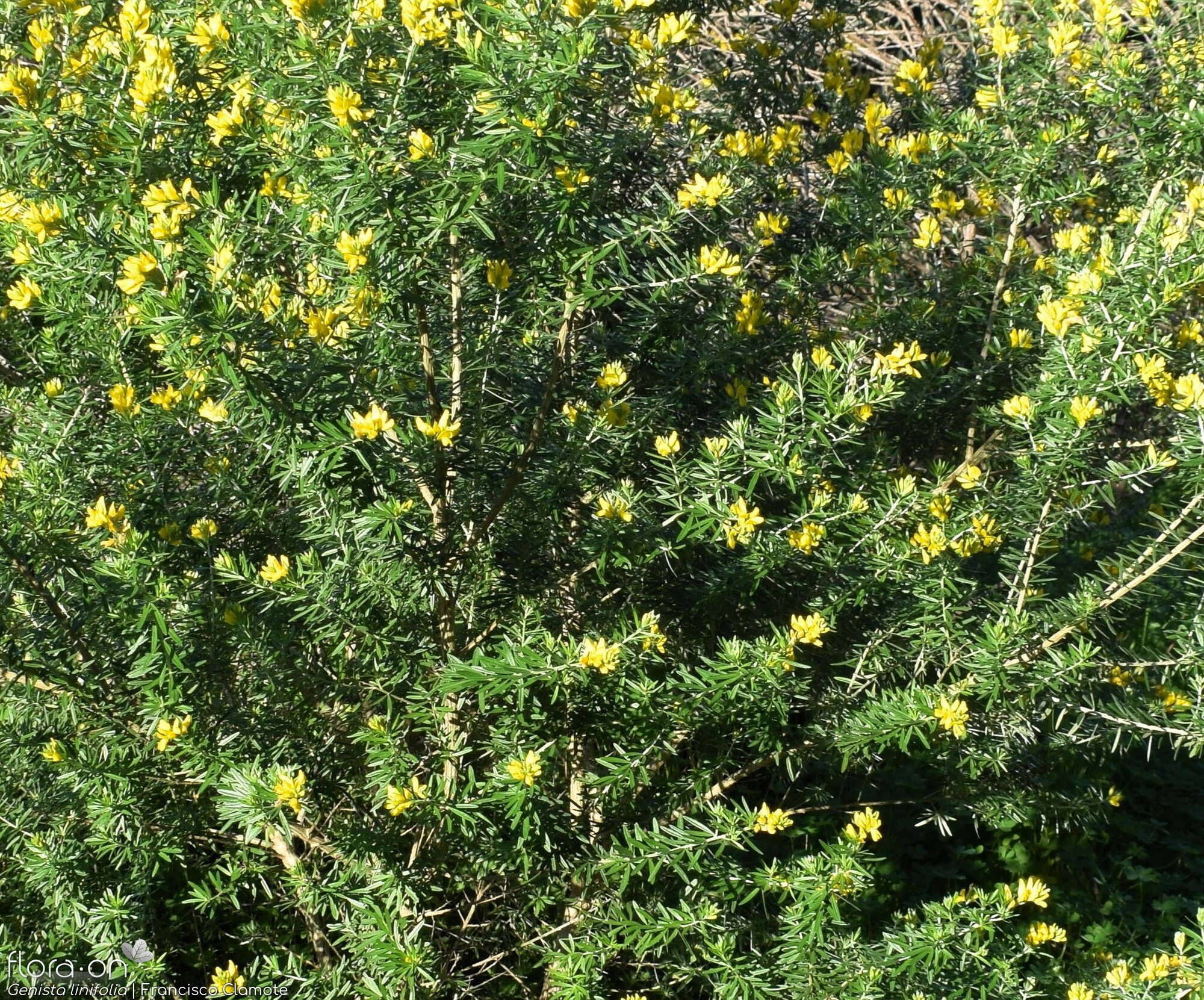 Genista linifolia - Hábito | Francisco Clamote; CC BY-NC 4.0