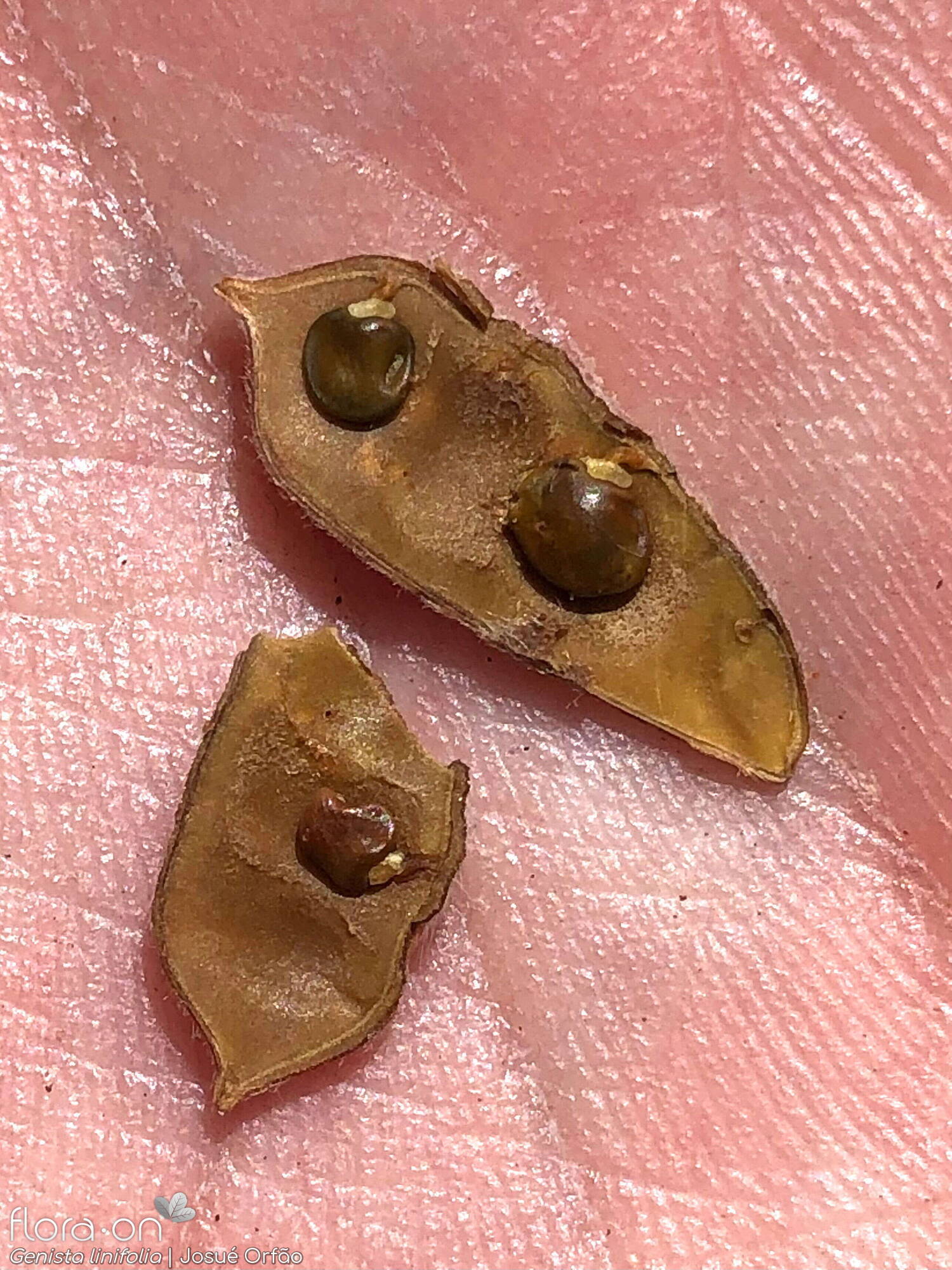 Genista linifolia - Fruto | Josué Orfão; CC BY-NC 4.0