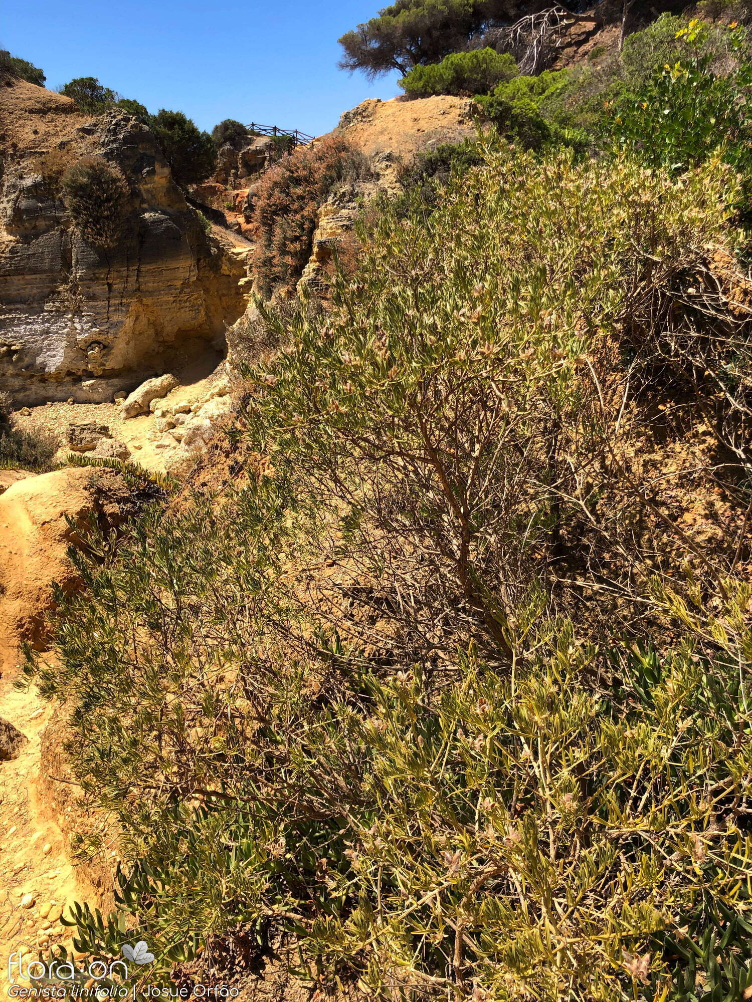 Genista linifolia - Hábito | Josué Orfão; CC BY-NC 4.0