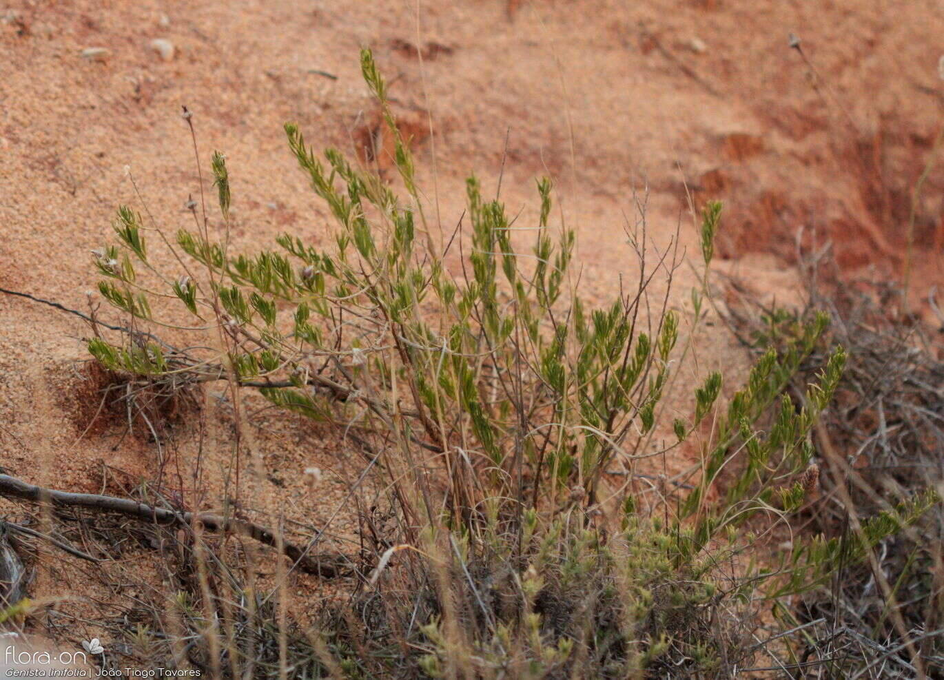 Genista linifolia - Hábito | João Tiago Tavares; CC BY-NC 4.0