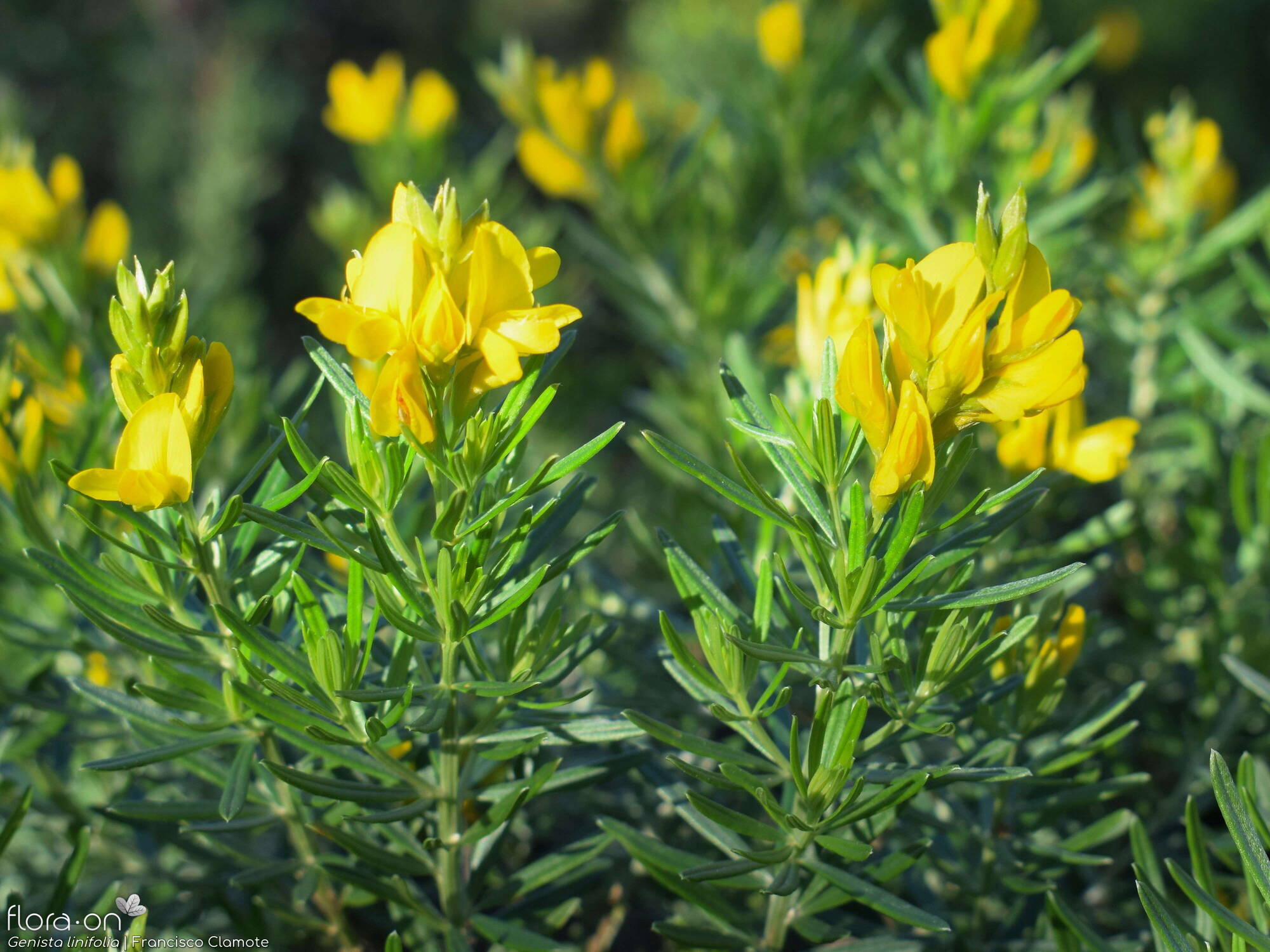 Genista linifolia - Flor (geral) | Francisco Clamote; CC BY-NC 4.0