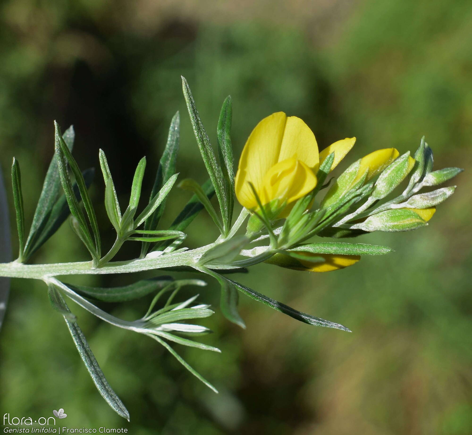 Genista linifolia - Flor (close-up) | Francisco Clamote; CC BY-NC 4.0