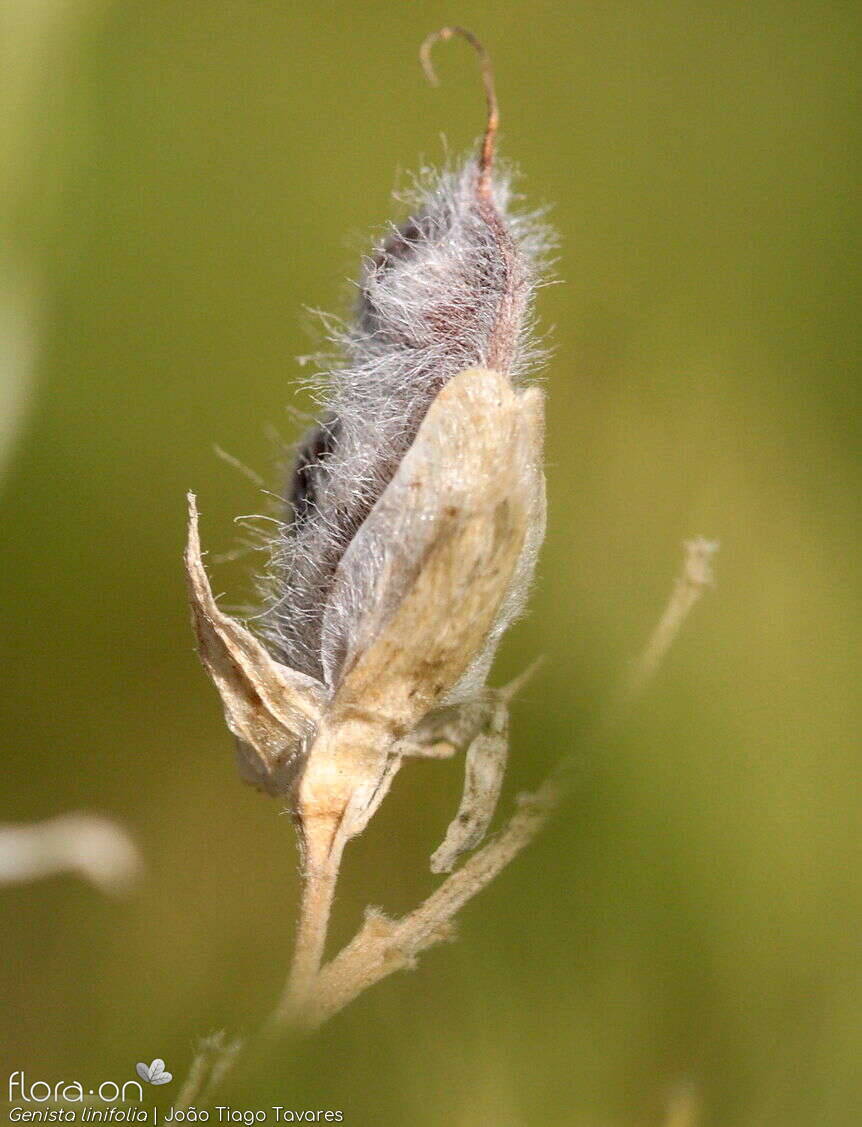 Genista linifolia - Fruto | João Tiago Tavares; CC BY-NC 4.0
