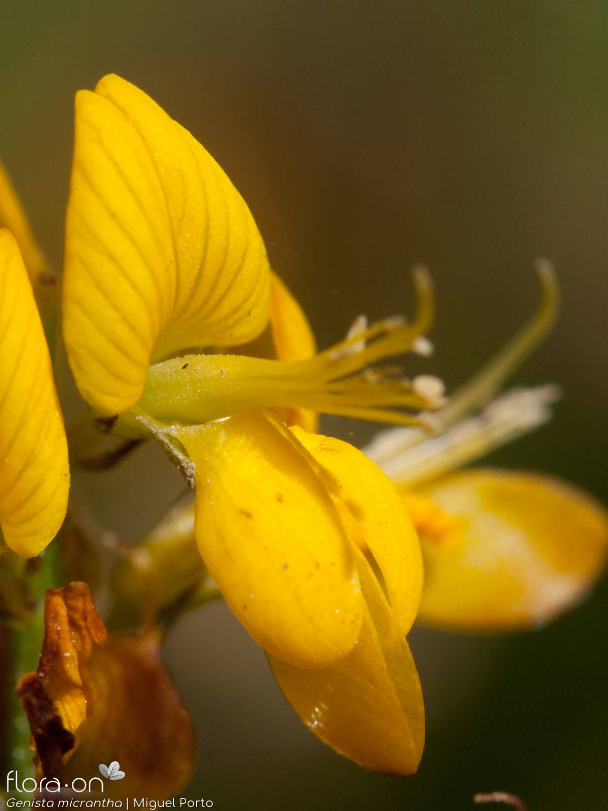 Genista micrantha - Flor (close-up) | Miguel Porto; CC BY-NC 4.0