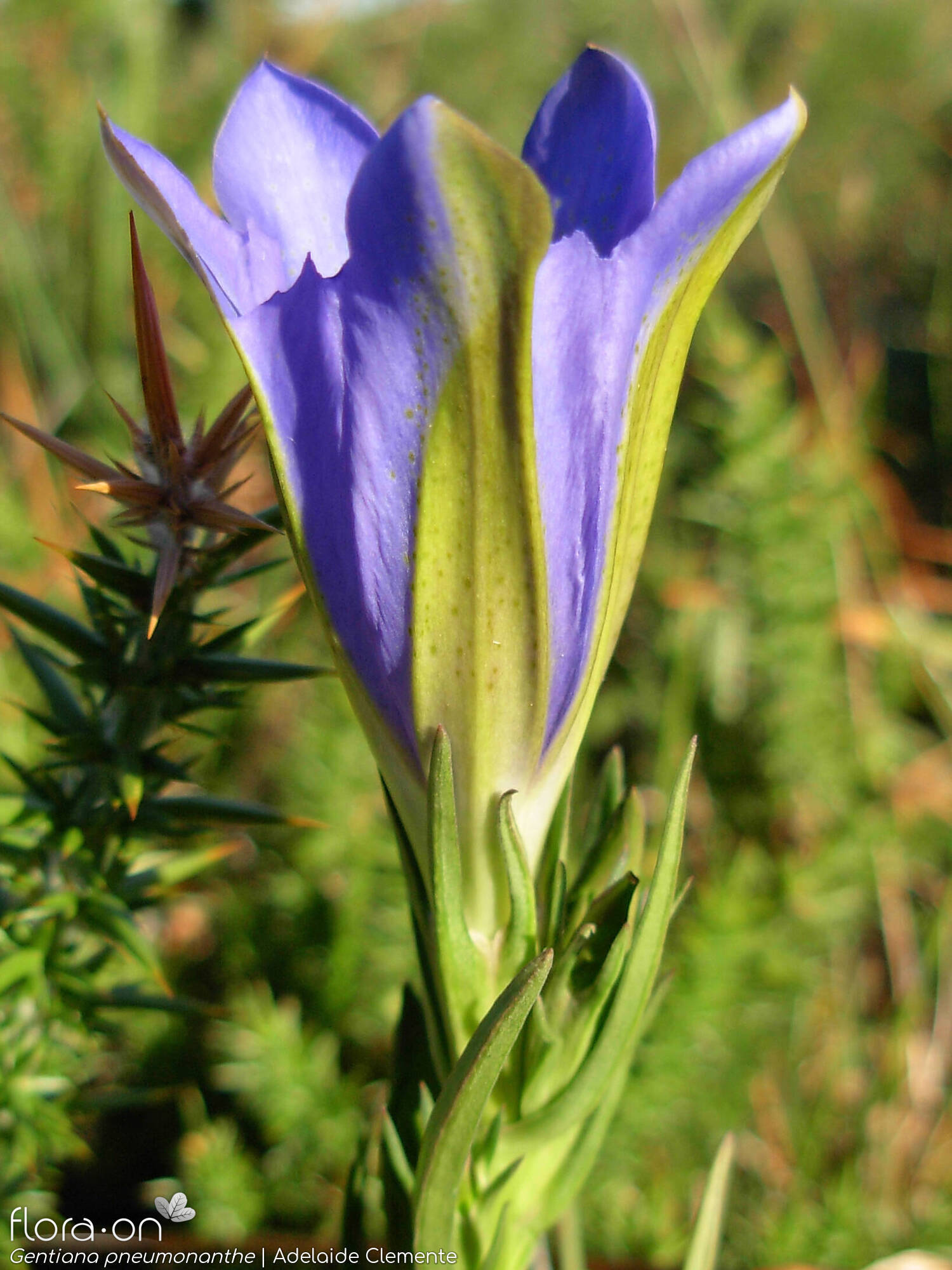 Gentiana pneumonanthe - Flor (close-up) | Adelaide Clemente; CC BY-NC 4.0
