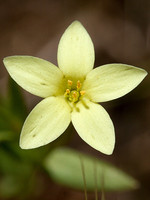 Gentianaceae