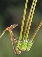 Geraniaceae