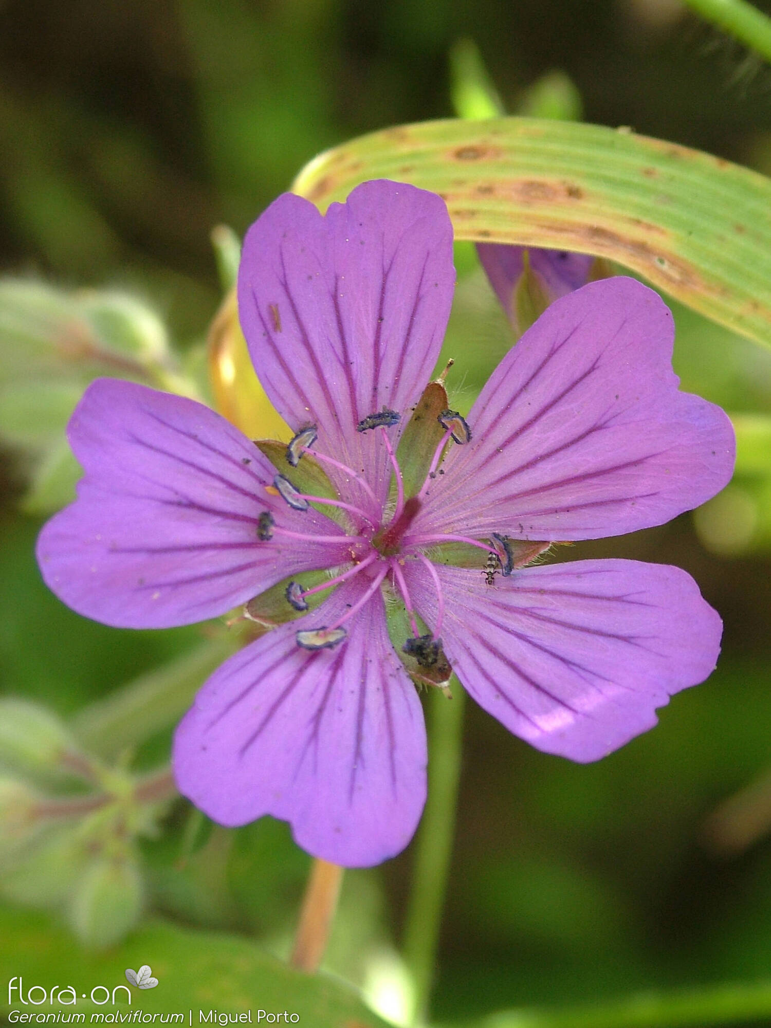 Geranium malviflorum - Flor (close-up) | Miguel Porto; CC BY-NC 4.0