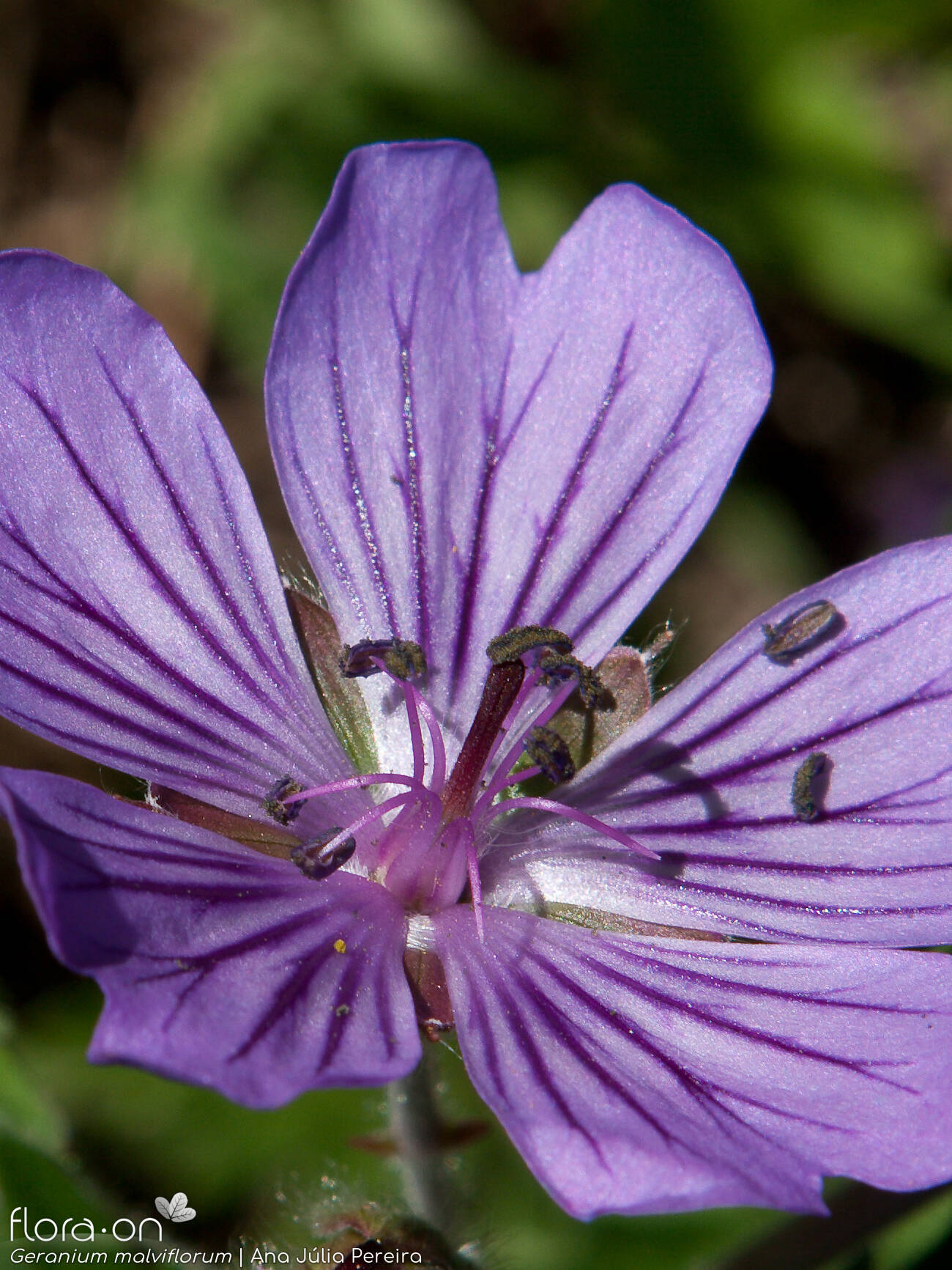 Geranium malviflorum - Flor (close-up) | Ana Júlia Pereira; CC BY-NC 4.0