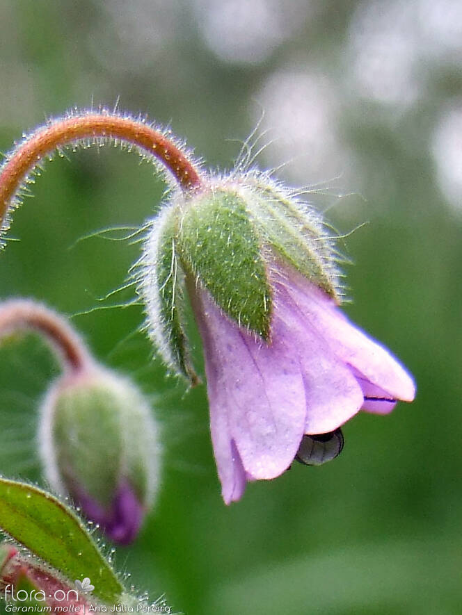 Geranium molle - Flor (close-up) | Ana Júlia Pereira; CC BY-NC 4.0