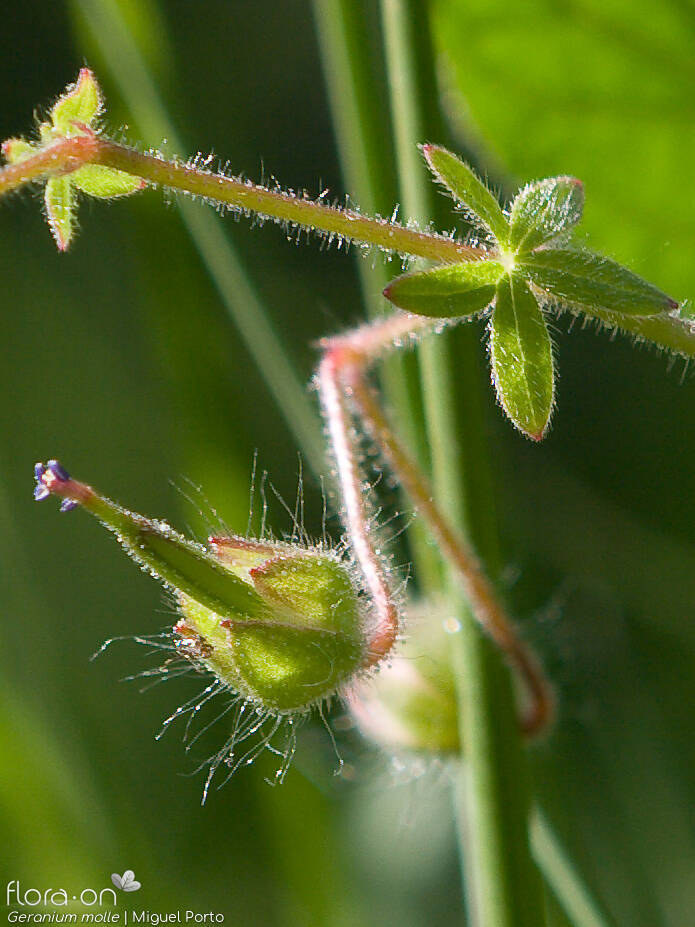 Geranium molle - Fruto | Miguel Porto; CC BY-NC 4.0
