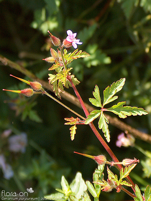 Geranium purpureum - Flor (geral) | Joana Camejo; CC BY-NC 4.0
