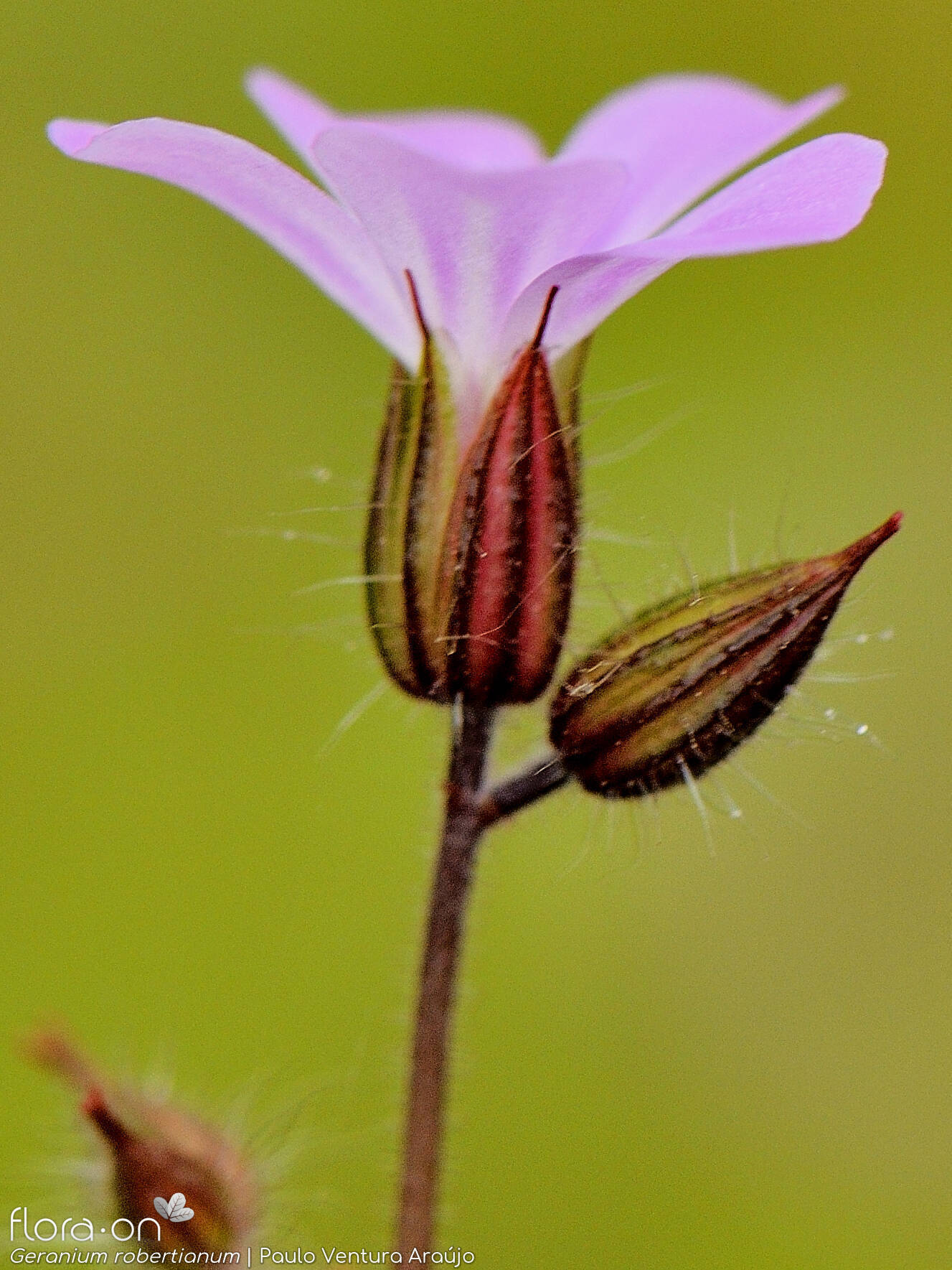 Geranium robertianum - Flor (close-up) | Paulo Ventura Araújo; CC BY-NC 4.0