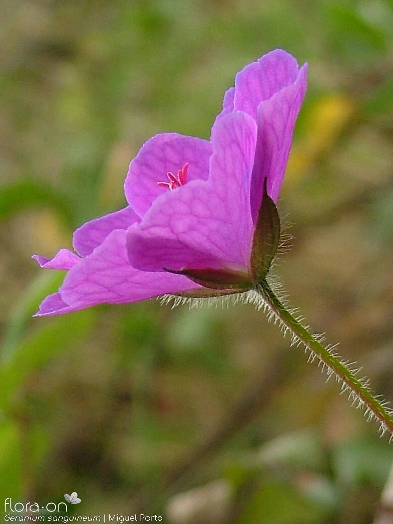 Geranium sanguineum - Flor (close-up) | Miguel Porto; CC BY-NC 4.0