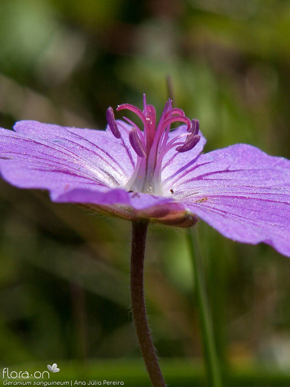 Geranium sanguineum - Flor (close-up) | Ana Júlia Pereira; CC BY-NC 4.0