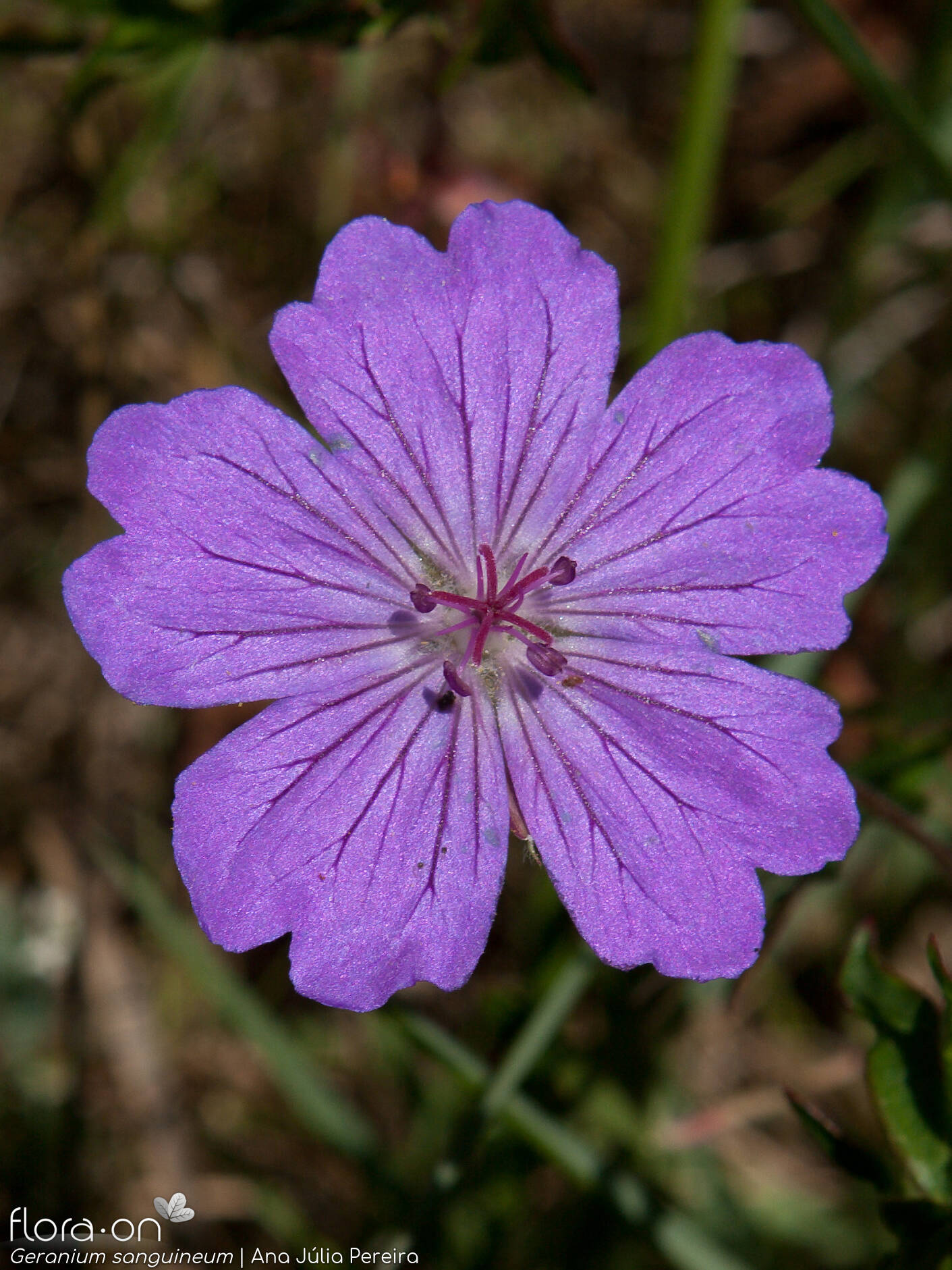 Geranium sanguineum - Flor (close-up) | Ana Júlia Pereira; CC BY-NC 4.0