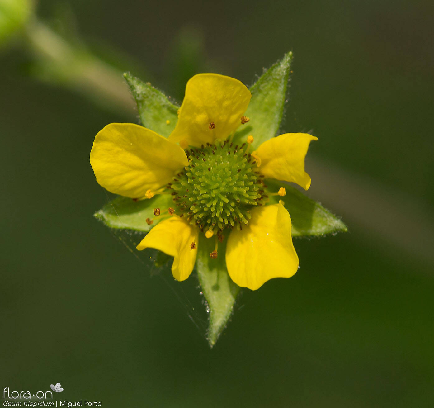 Geum hispidum - Flor (close-up) | Miguel Porto; CC BY-NC 4.0