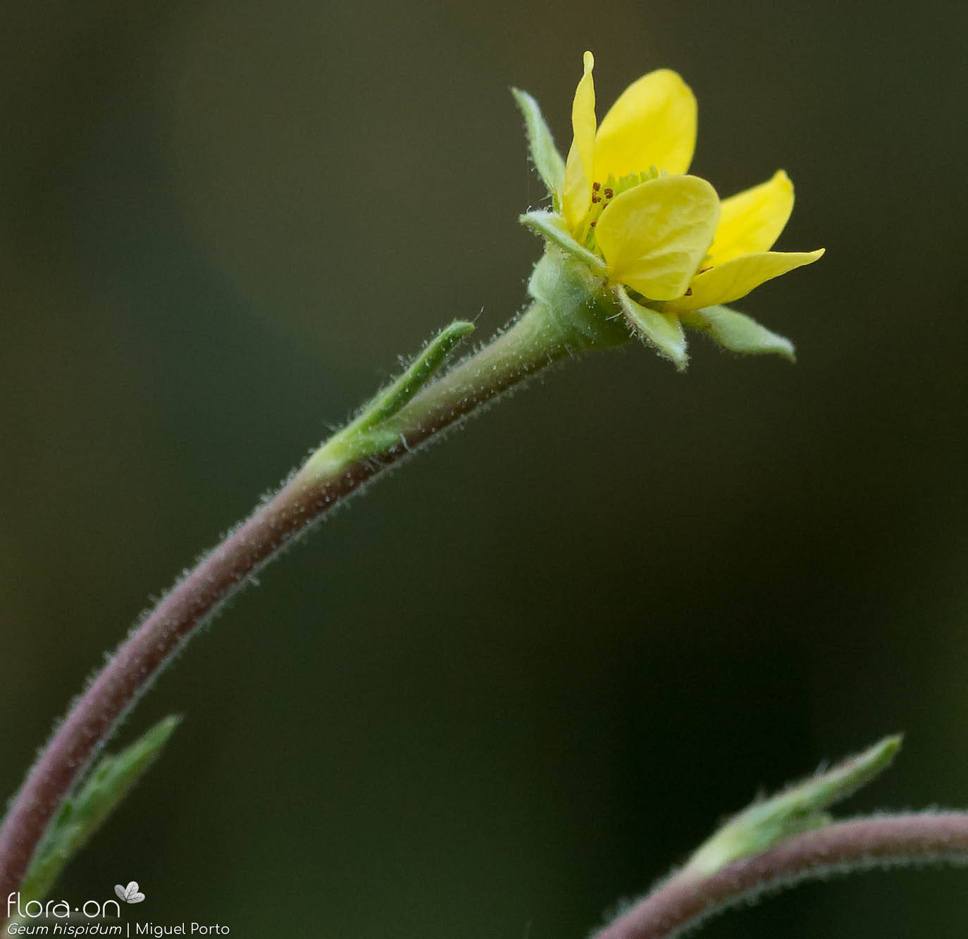 Geum hispidum - Flor (close-up) | Miguel Porto; CC BY-NC 4.0
