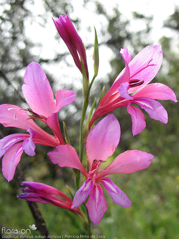Gladiolus illyricus - Flor (geral) | Patrícia Pinto da Silva; CC BY-NC 4.0