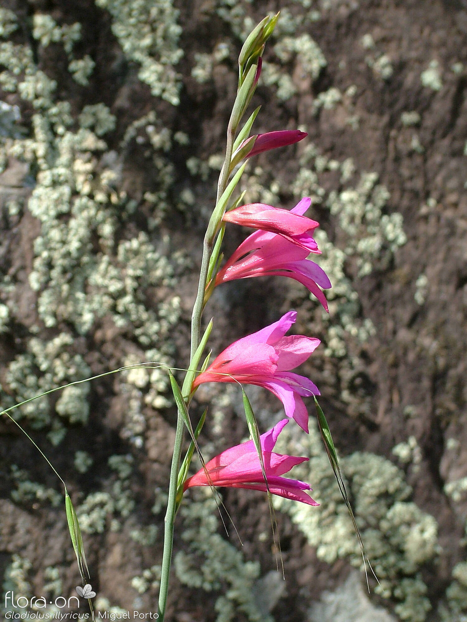 Gladiolus illyricus - Flor (geral) | Miguel Porto; CC BY-NC 4.0