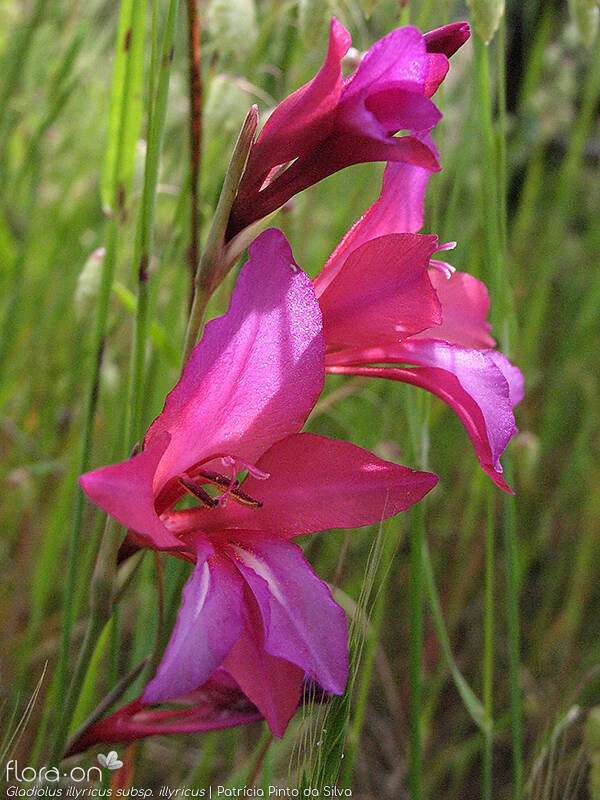 Gladiolus illyricus - Flor (close-up) | Patrícia Pinto da Silva; CC BY-NC 4.0