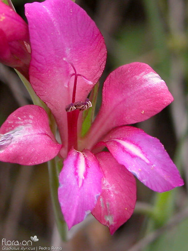 Gladiolus illyricus - Flor (close-up) | Pedro Pinho; CC BY-NC 4.0