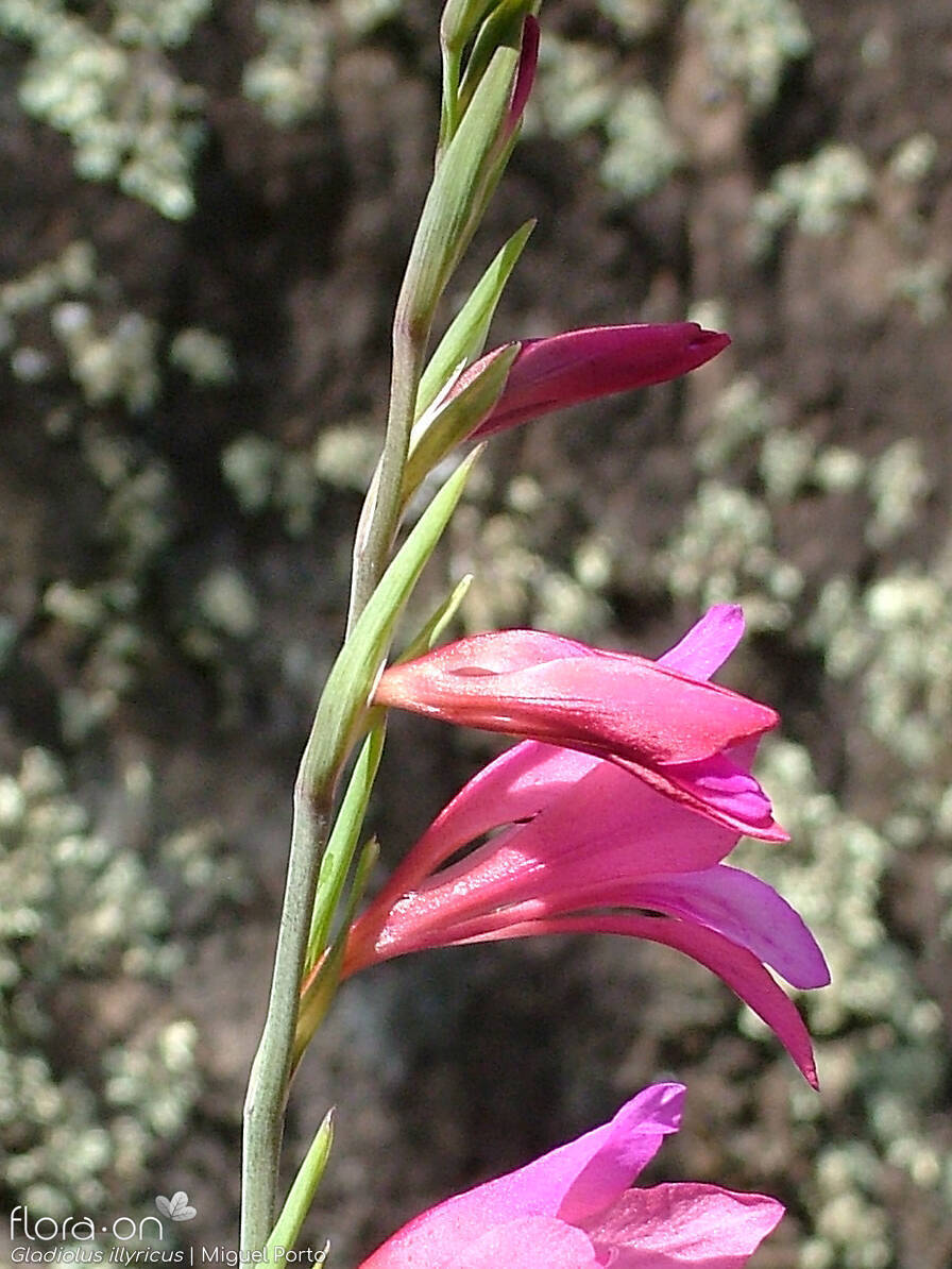 Gladiolus illyricus - Flor (geral) | Miguel Porto; CC BY-NC 4.0