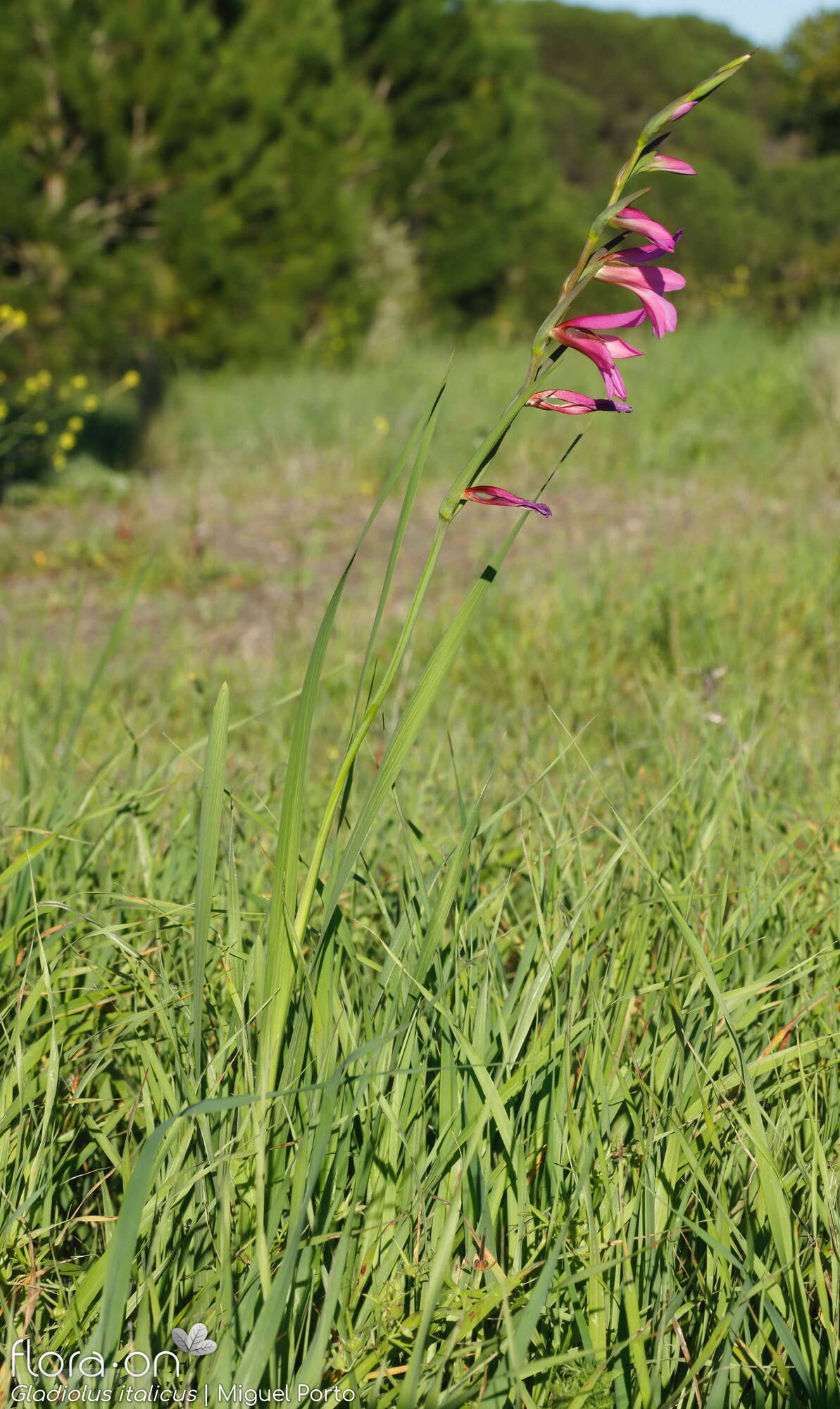 Gladiolus italicus - Hábito | Miguel Porto; CC BY-NC 4.0