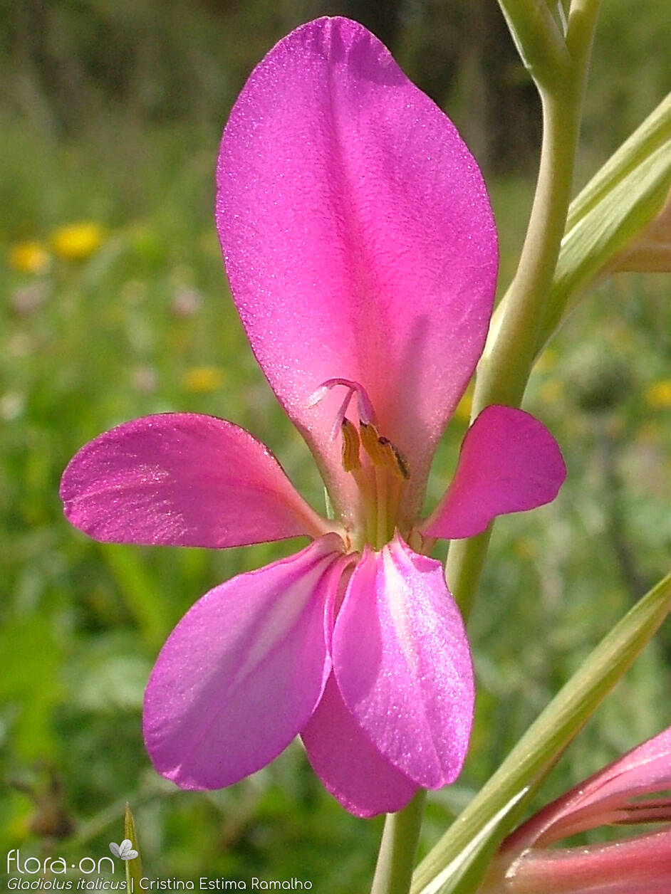 Gladiolus italicus - Flor (close-up) | Cristina Estima Ramalho; CC BY-NC 4.0