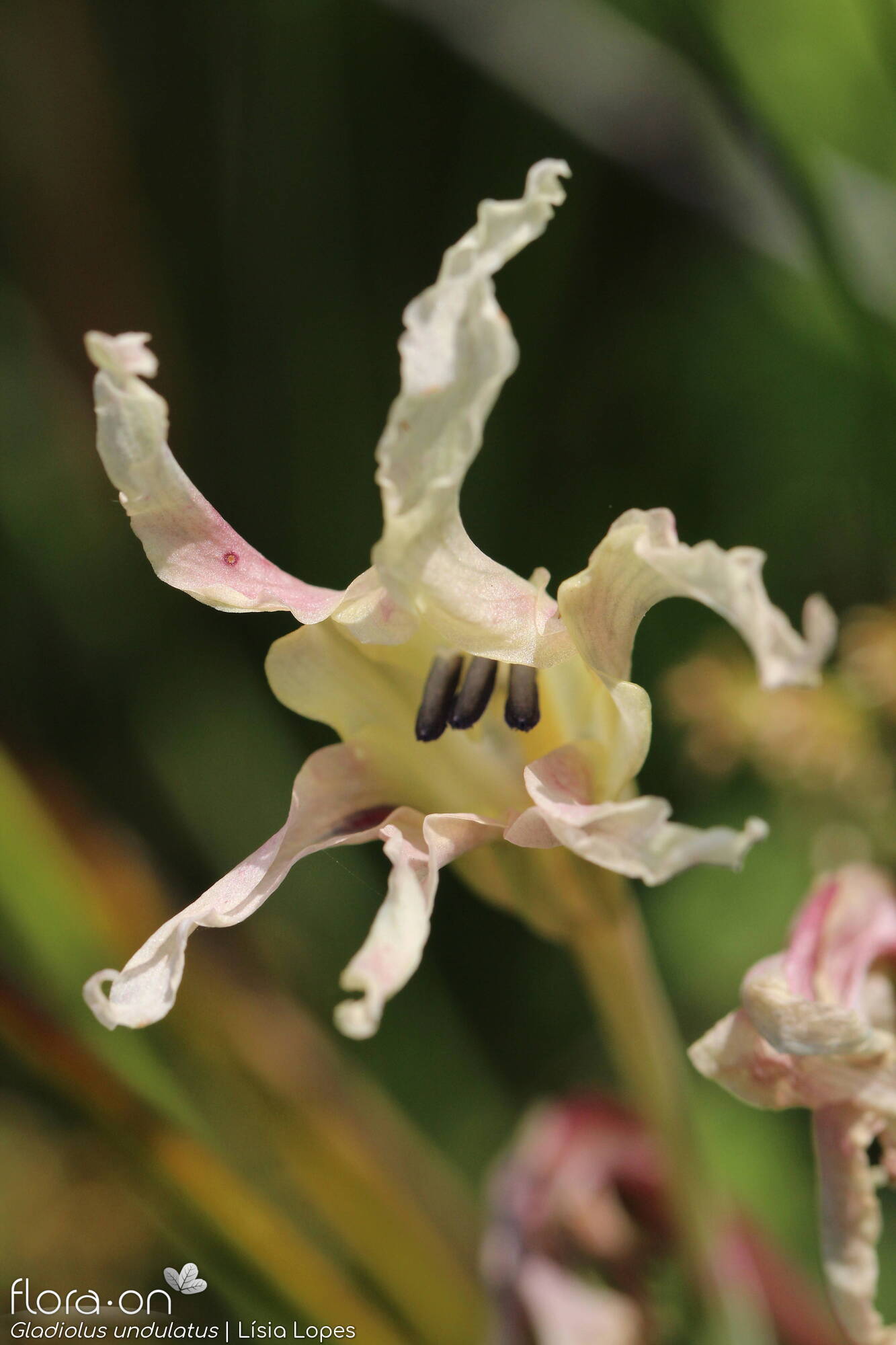 Gladiolus undulatus - Flor (close-up) | Lísia Lopes; CC BY-NC 4.0