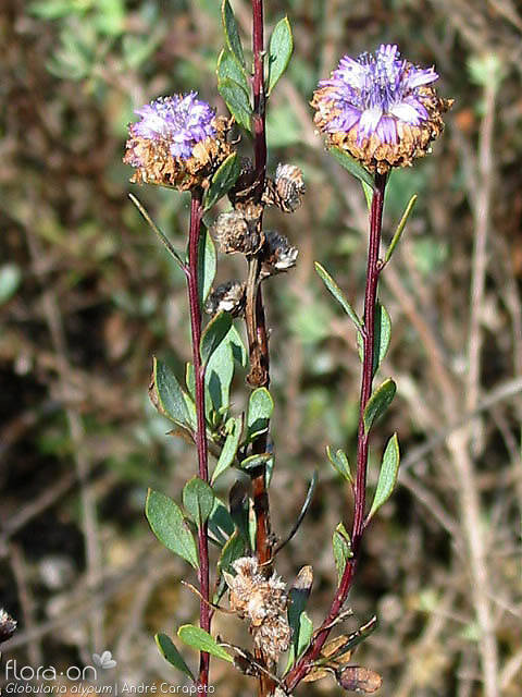 Globularia alypum - Flor (geral) | André Carapeto; CC BY-NC 4.0