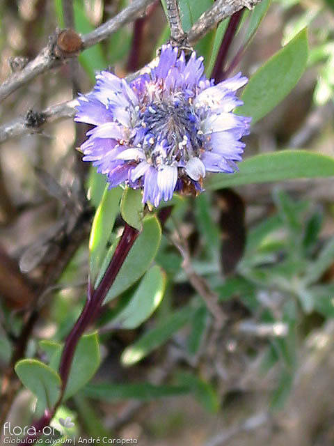 Globularia alypum - Flor (close-up) | André Carapeto; CC BY-NC 4.0