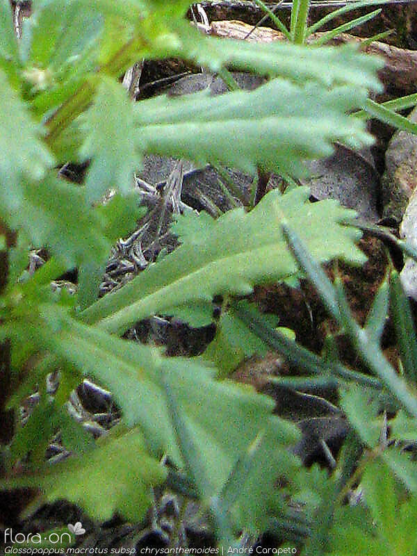 Glossopappus macrotus chrysanthemoides - Folha | André Carapeto; CC BY-NC 4.0