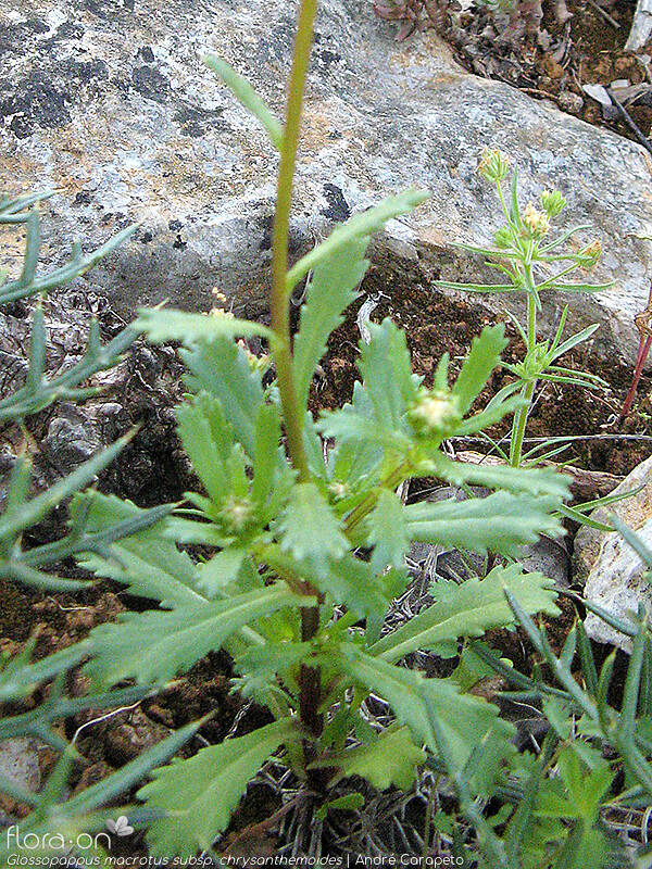 Glossopappus macrotus chrysanthemoides - Folha (geral) | André Carapeto; CC BY-NC 4.0