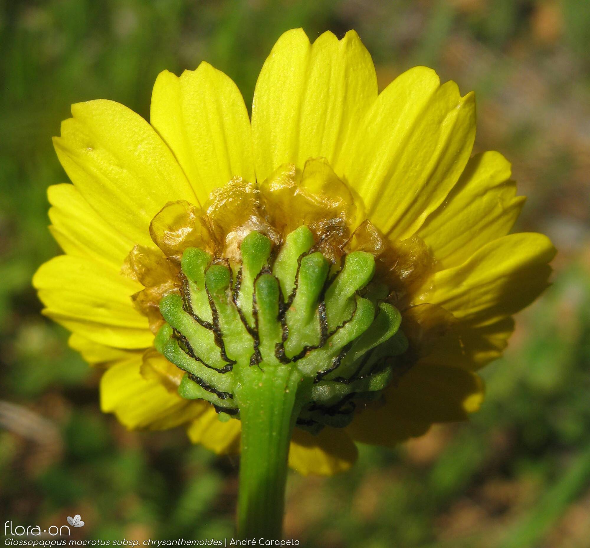 Glossopappus macrotus chrysanthemoides - Bráctea | André Carapeto; CC BY-NC 4.0
