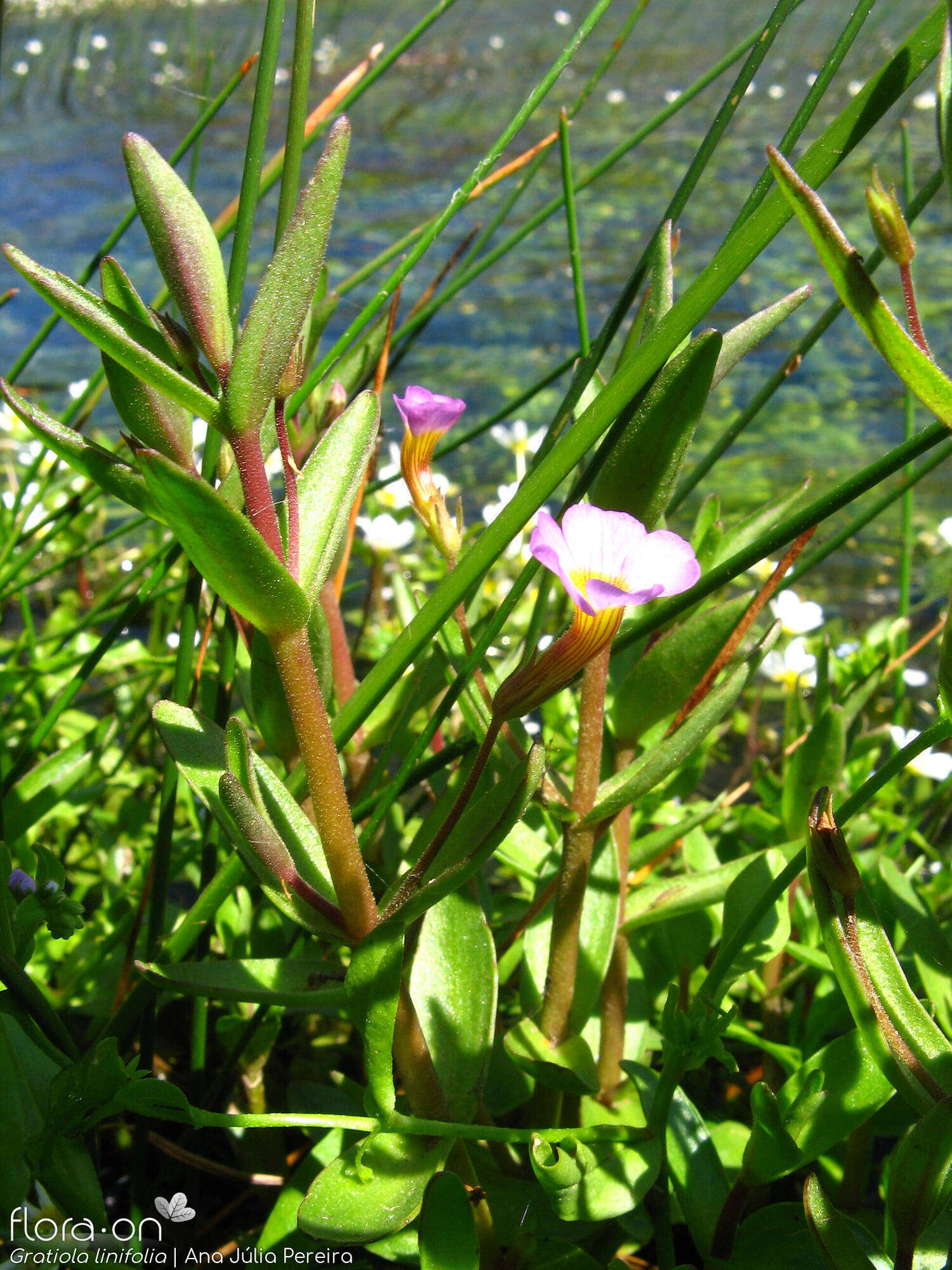 Gratiola linifolia - Flor (geral) | Ana Júlia Pereira; CC BY-NC 4.0
