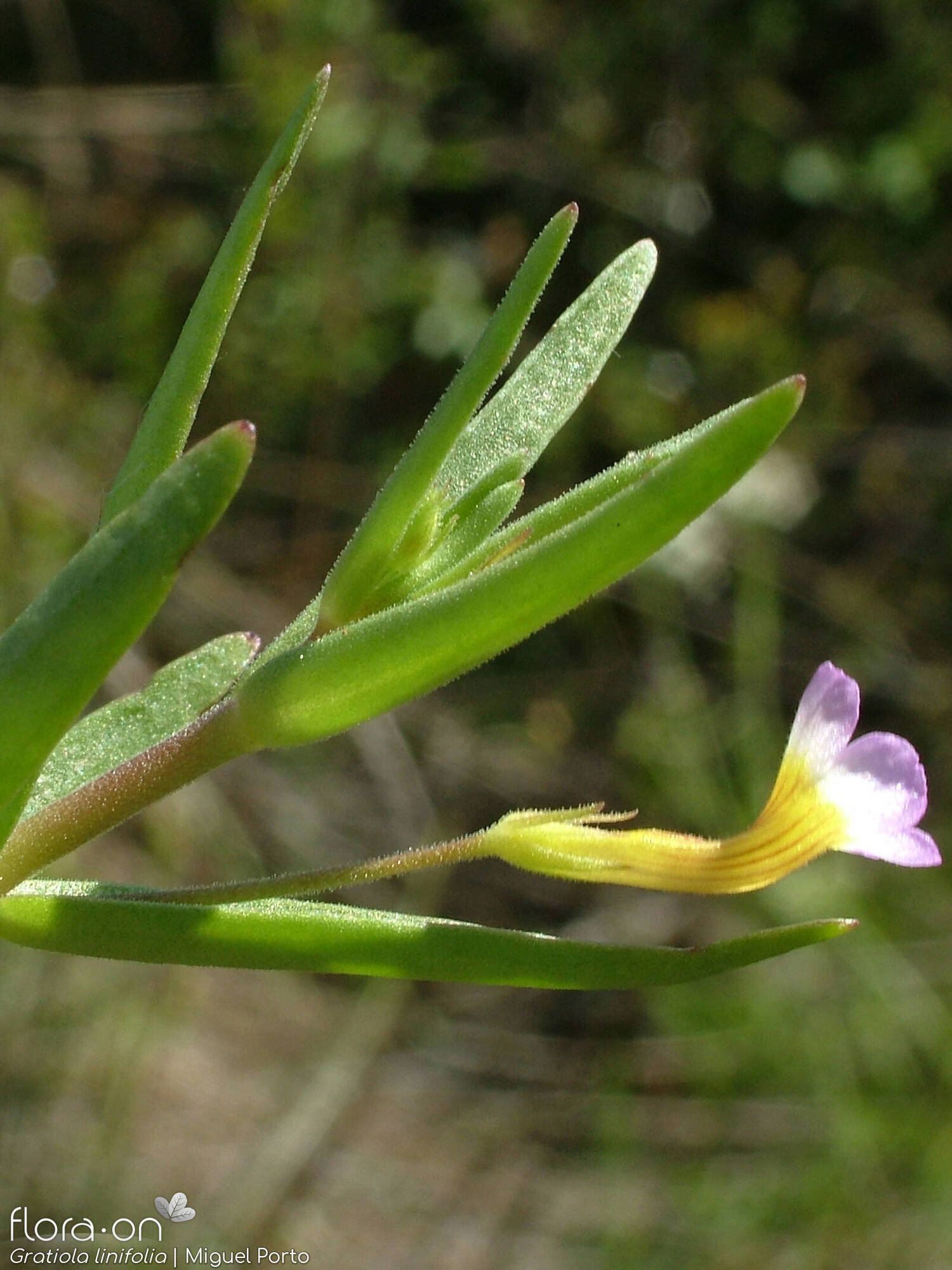 Gratiola linifolia - Flor (geral) | Miguel Porto; CC BY-NC 4.0
