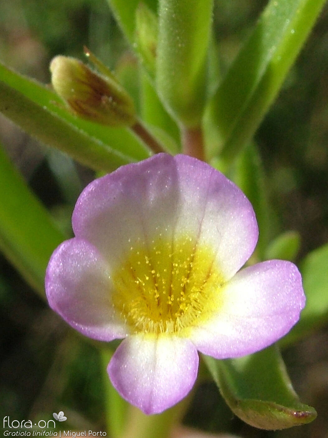 Gratiola linifolia - Flor (close-up) | Miguel Porto; CC BY-NC 4.0
