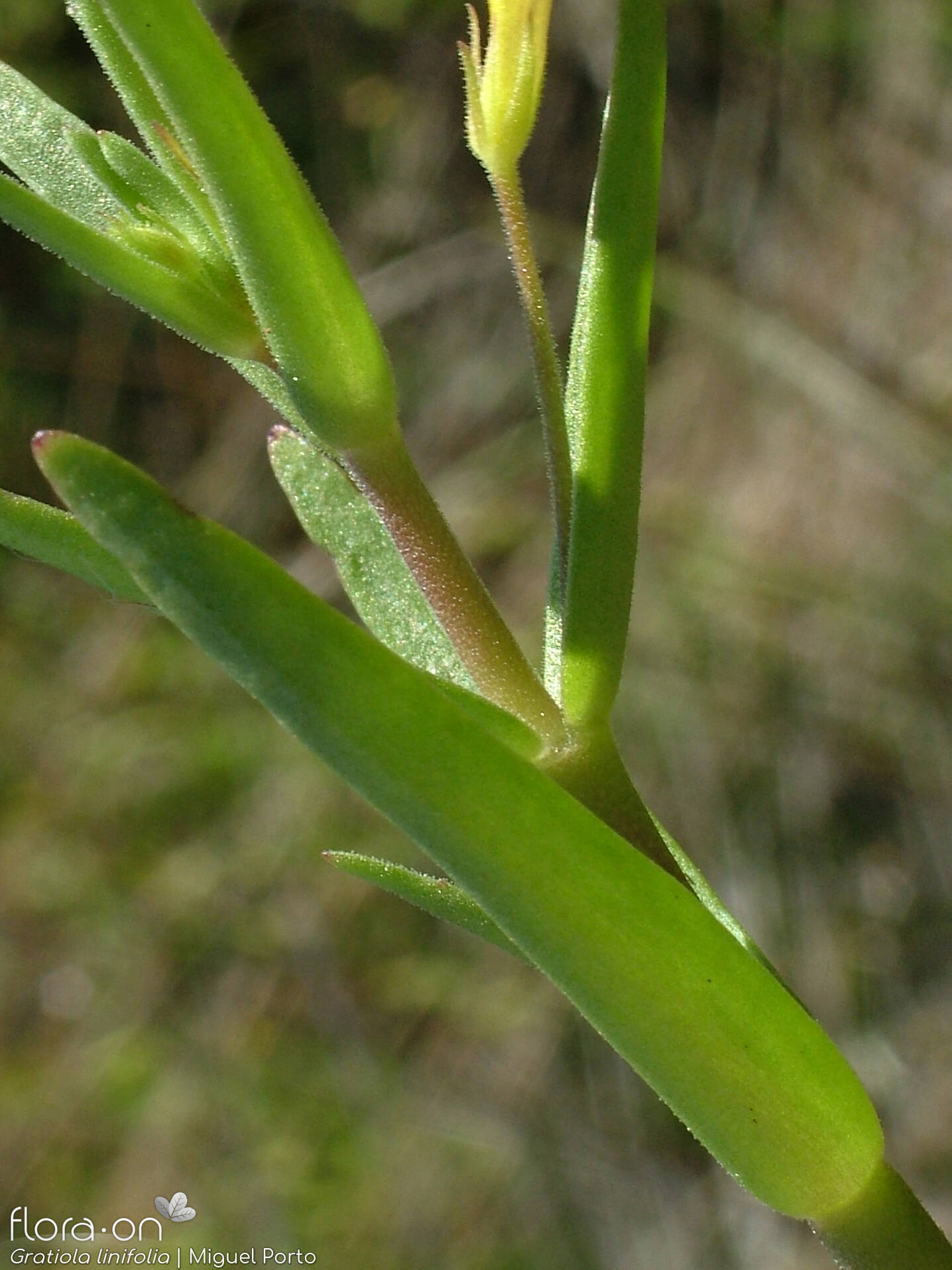 Gratiola linifolia - Folha | Miguel Porto; CC BY-NC 4.0