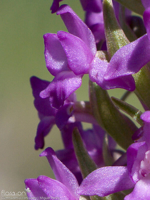 Gymnadenia conopsea - Flor (close-up) | Miguel Porto; CC BY-NC 4.0