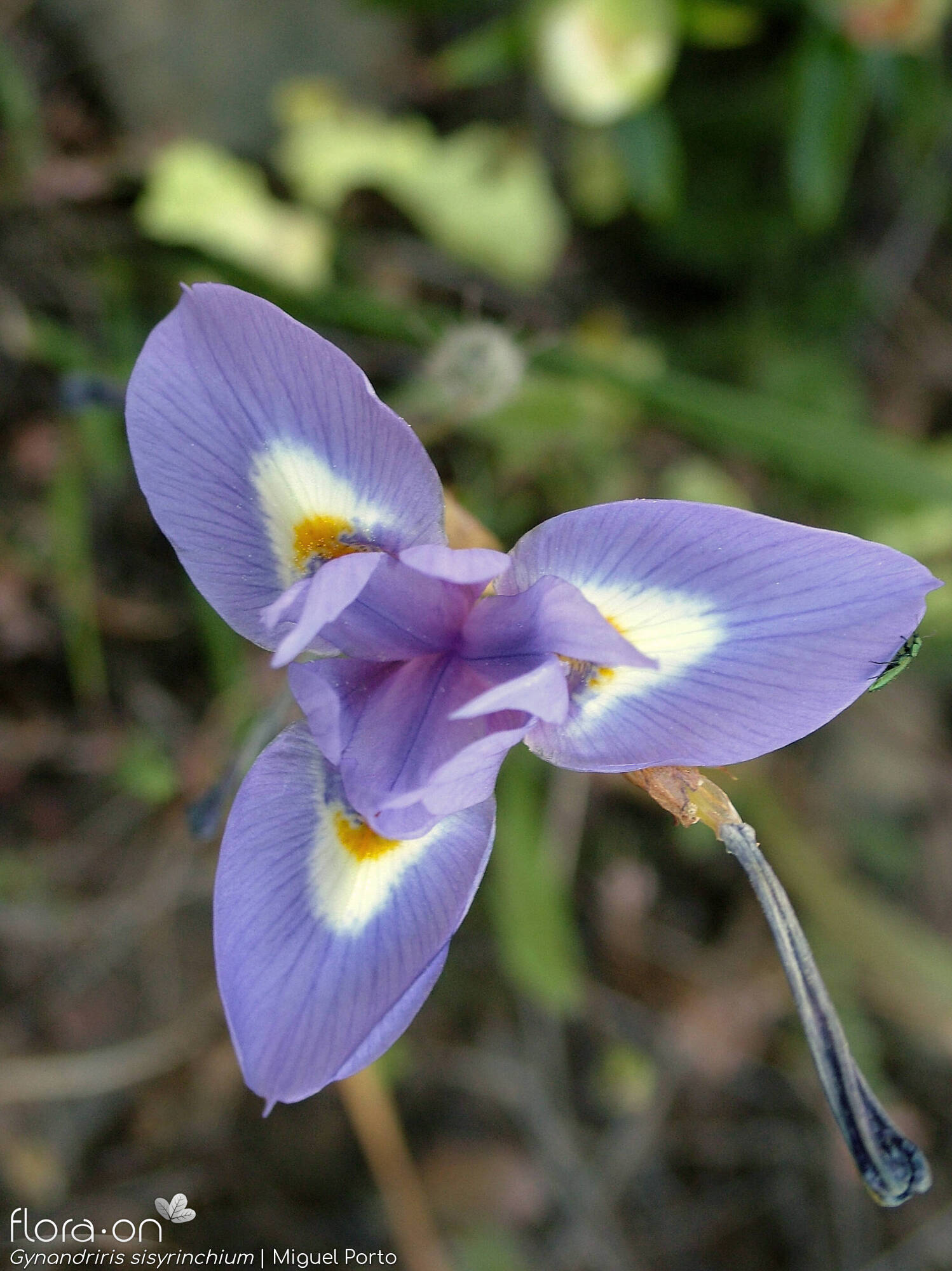 Gynandriris sisyrinchium - Flor (close-up) | Miguel Porto; CC BY-NC 4.0