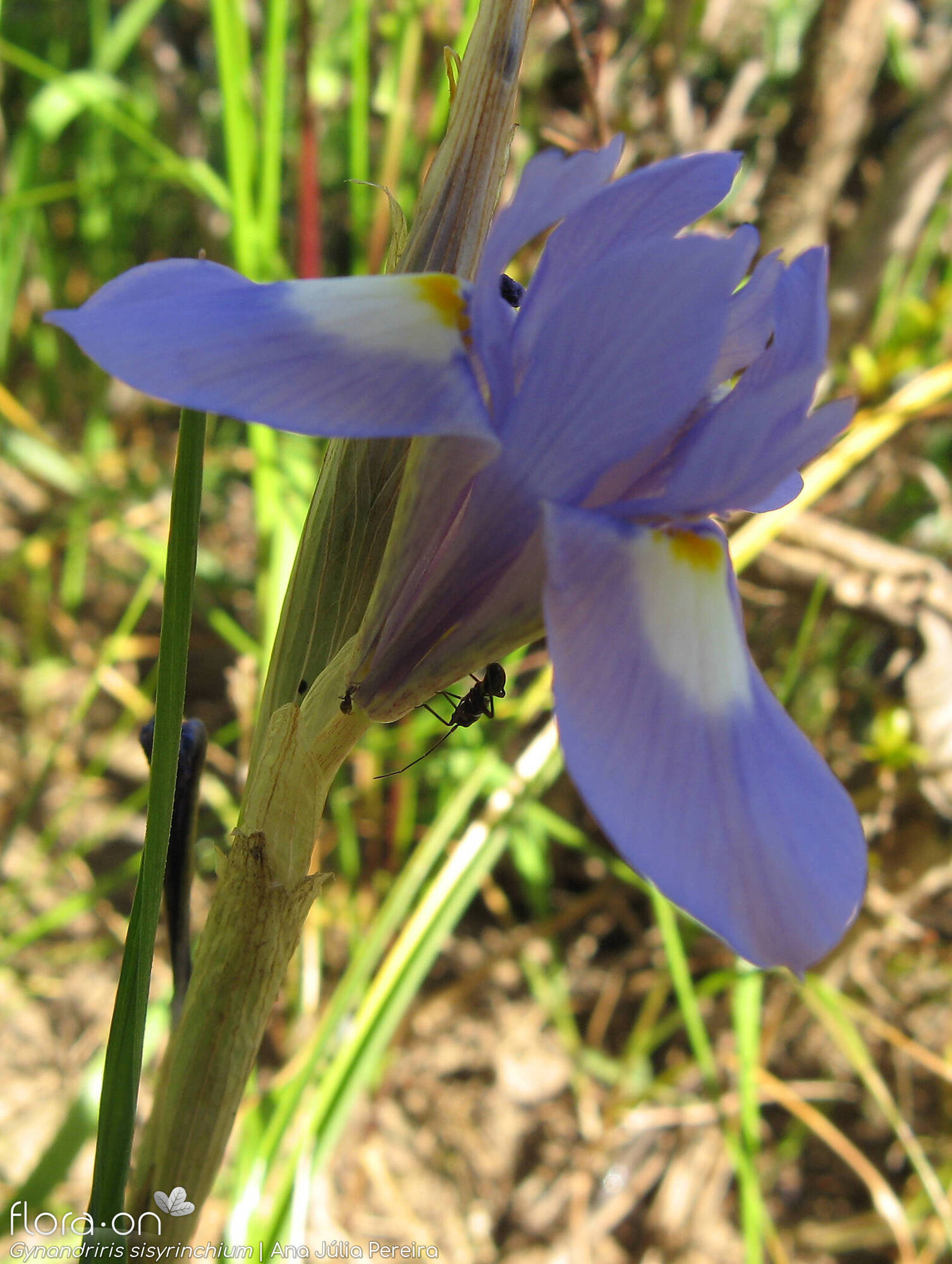 Gynandriris sisyrinchium - Flor (close-up) | Ana Júlia Pereira; CC BY-NC 4.0