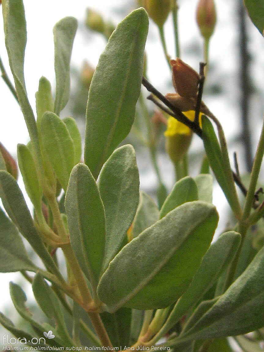 Halimium halimifolium - Folha | Ana Júlia Pereira; CC BY-NC 4.0