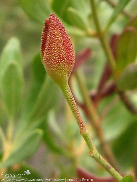 Halimium halimifolium - Cálice | Ana Júlia Pereira; CC BY-NC 4.0