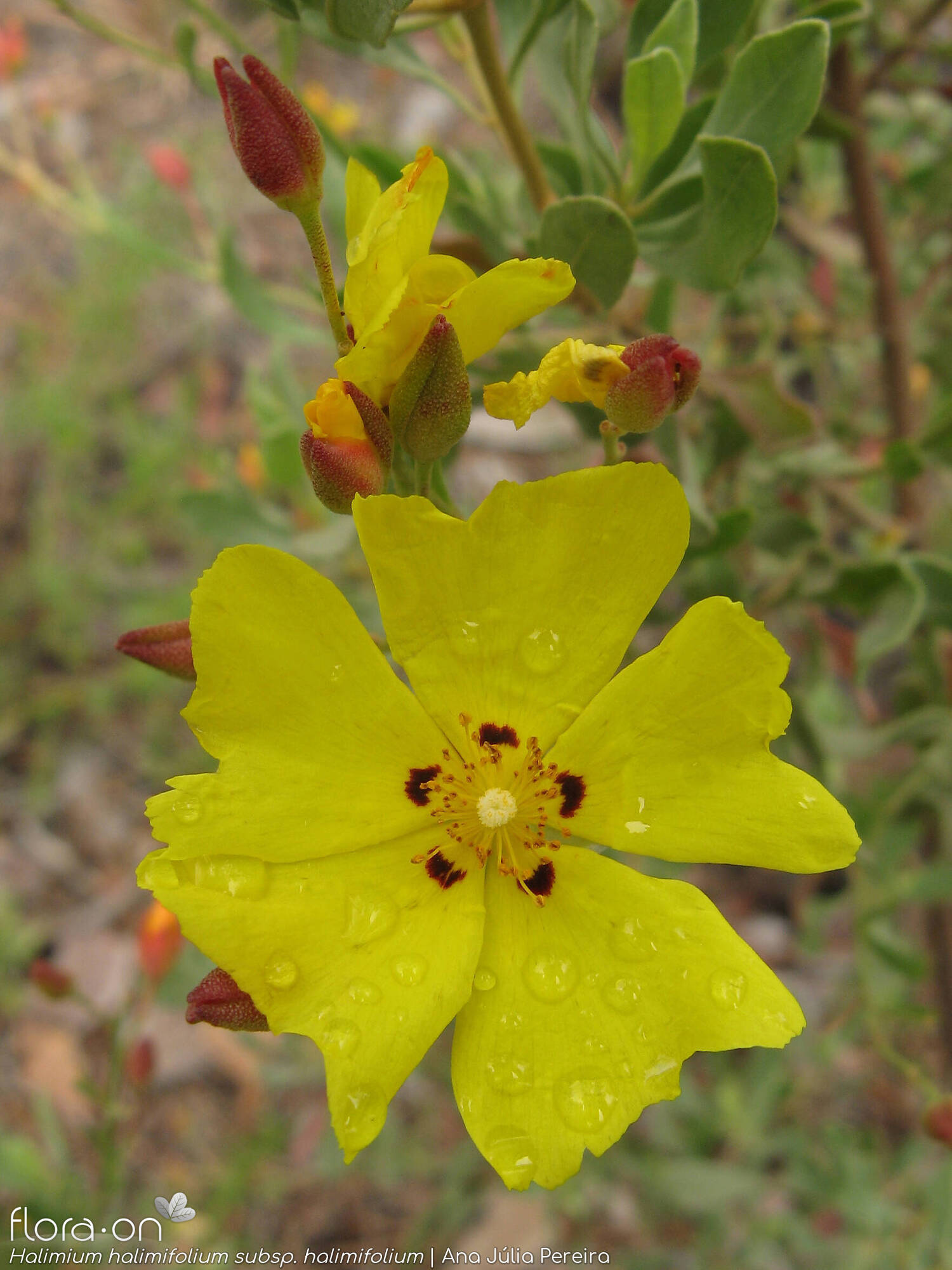 Halimium halimifolium - Flor (close-up) | Ana Júlia Pereira; CC BY-NC 4.0