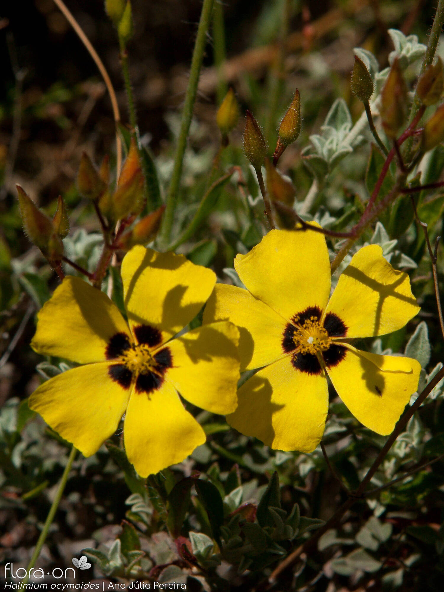 Halimium ocymoides - Flor (close-up) | Ana Júlia Pereira; CC BY-NC 4.0