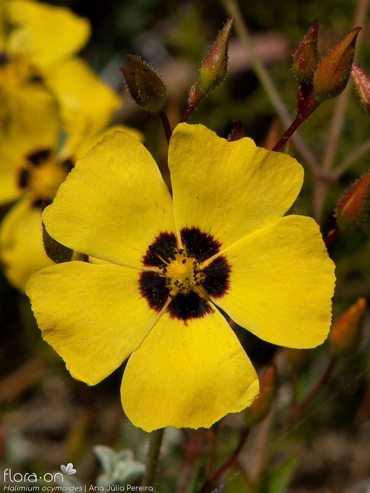 Halimium ocymoides - Flor (close-up) | Ana Júlia Pereira; CC BY-NC 4.0