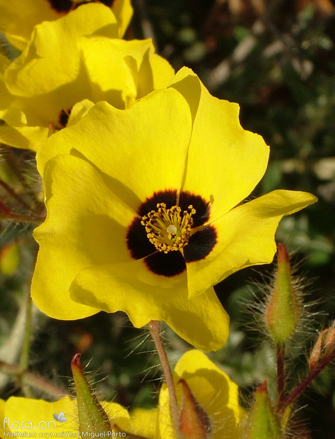 Halimium ocymoides - Flor (close-up) | Miguel Porto; CC BY-NC 4.0