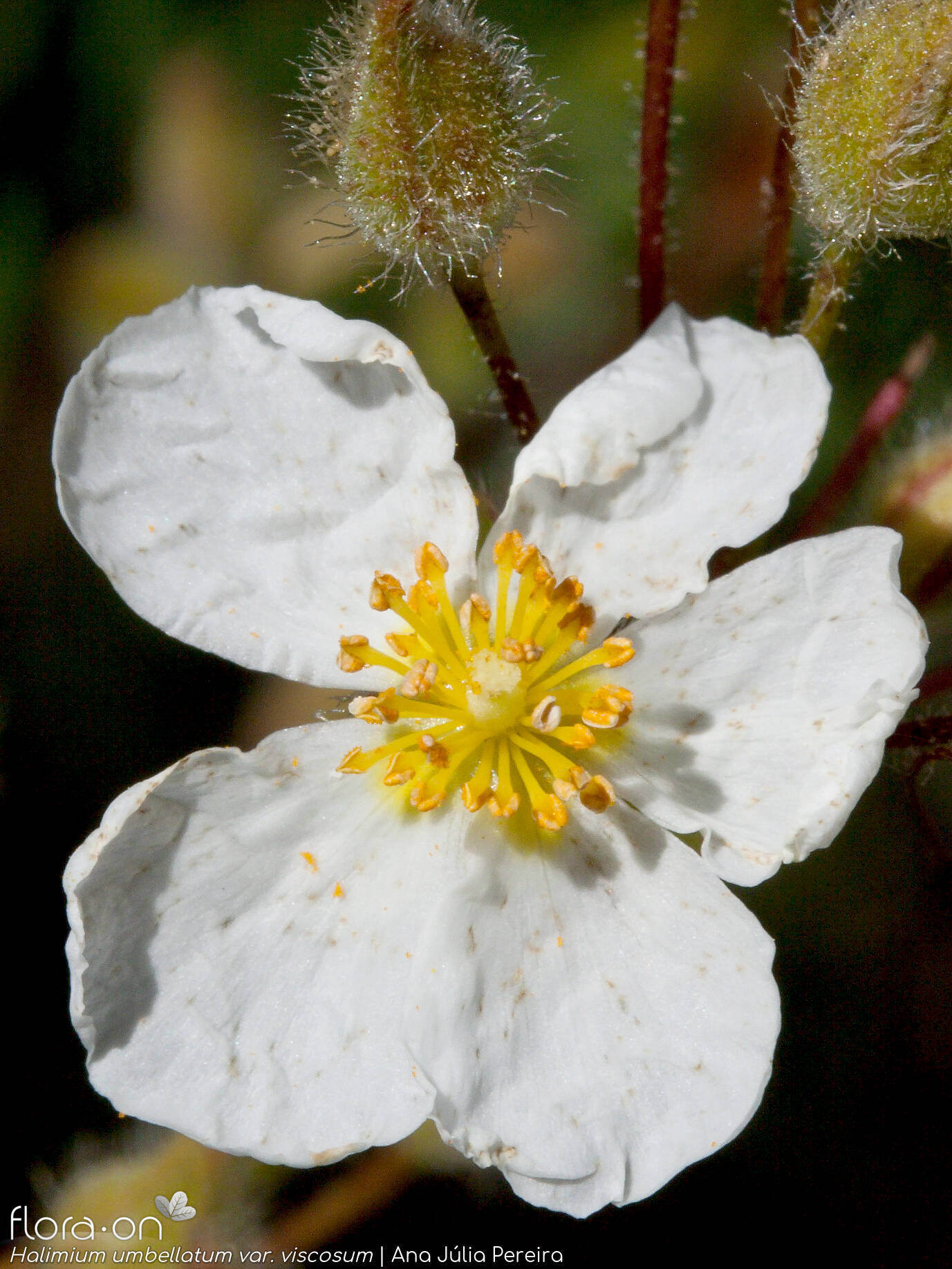 Halimium umbellatum - Flor (close-up) | Ana Júlia Pereira; CC BY-NC 4.0